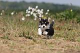 CORGI PEMBROKE 419